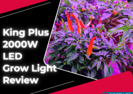 King Plus 2000W LED Grow Light Review