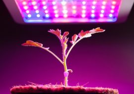 The Importance of UV Light for Plants Cultivated Indoors