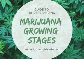 Guide to Understanding the Marijuana Growing Stages