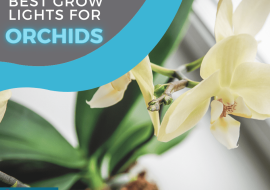 Best Grow Lights for Orchids