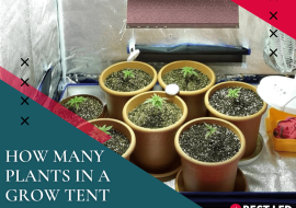 How Many Plants in a Grow Tent Are Too Many?