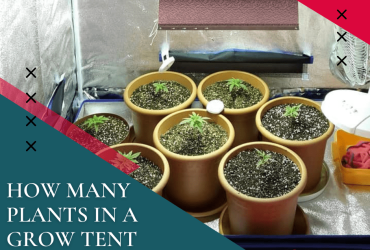 How Many Plants in a Grow Tent Are Too Many?