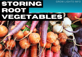 How to Store Root Vegetables Properly