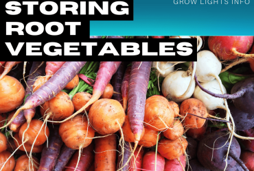 How to Store Root Vegetables Properly