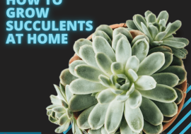 How to Grow Succulents at Home
