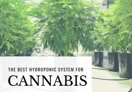What is the Best Hydroponic System for Weed?