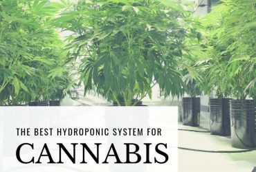 What is the Best Hydroponic System for Weed?