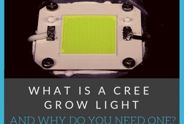 What Is a Cree Grow Light and Why You Need One
