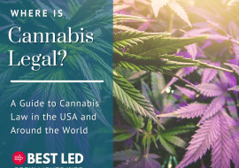 Where is Cannabis Legal? Our Guide to Cannabis Laws in the USA and Around the World